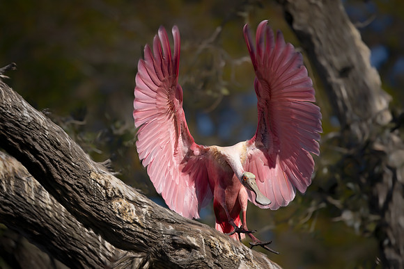 Male Spoonbill Breeding Colors