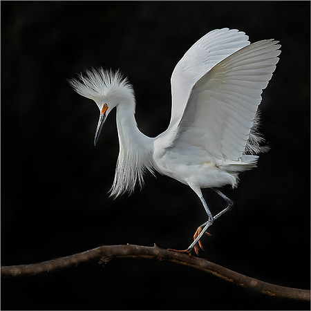 "Balancing Act", Won an Honor Award February 2015