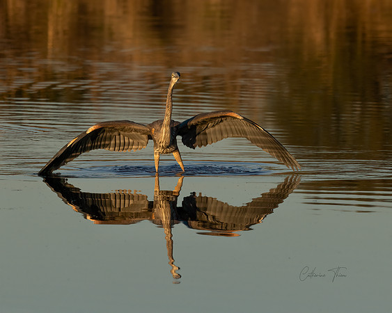 Blue Heron Reflection