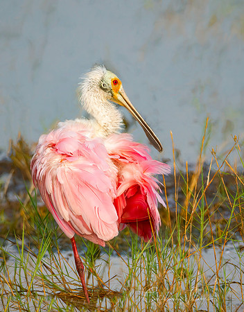 Posing Spoonbill
