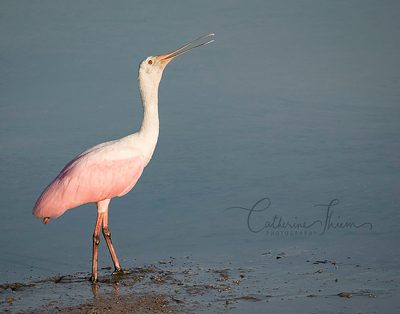 Female Roseate Spoonbill