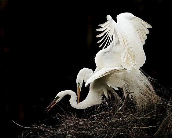 Great Egret Mating
