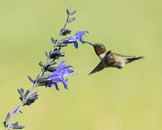 Male Ruby Throated Hummingbird 3