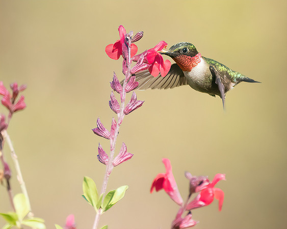 Male Ruby Throated Hummingbird 2