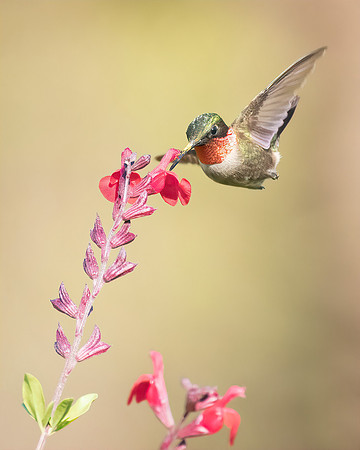 Male Ruby Throated Hummingbird 1