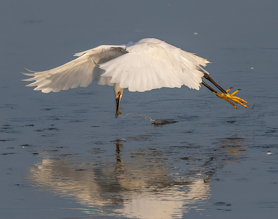 Hovering For Fish