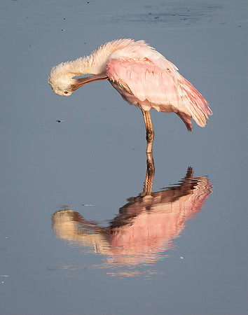 Spoonbill Reflection