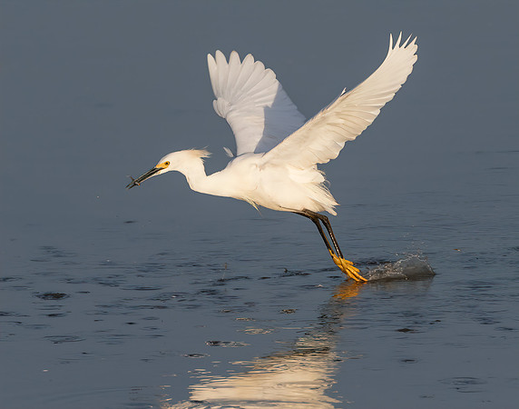 Graceful Landing