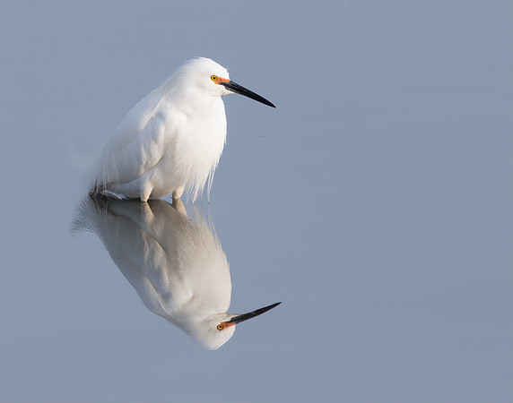 Snowy Reflection