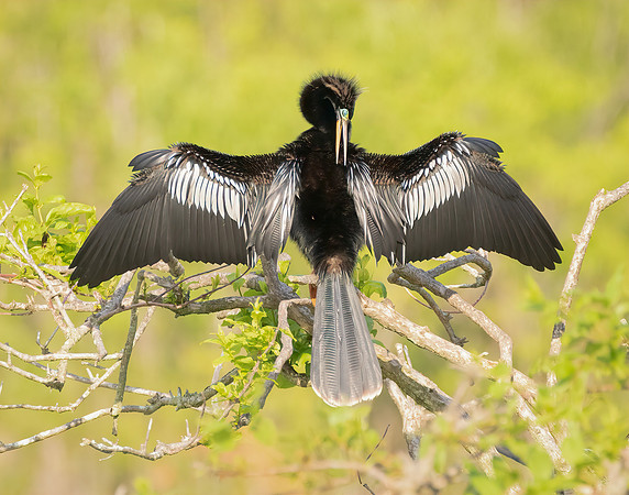 Male Anhinga Breeding Colors