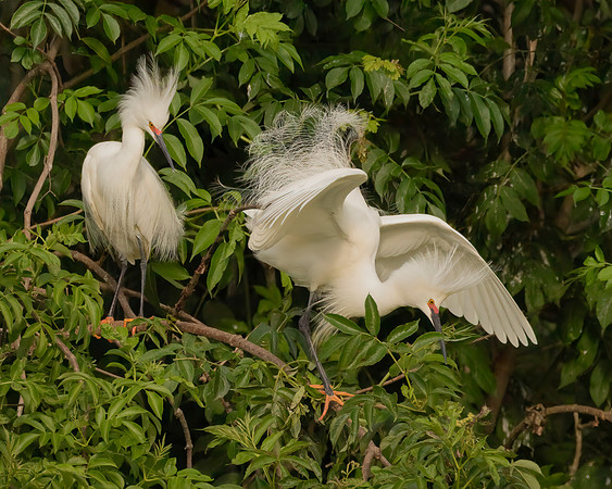 The Fight For The Branch