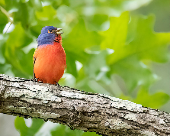 Painted Bunting Singing