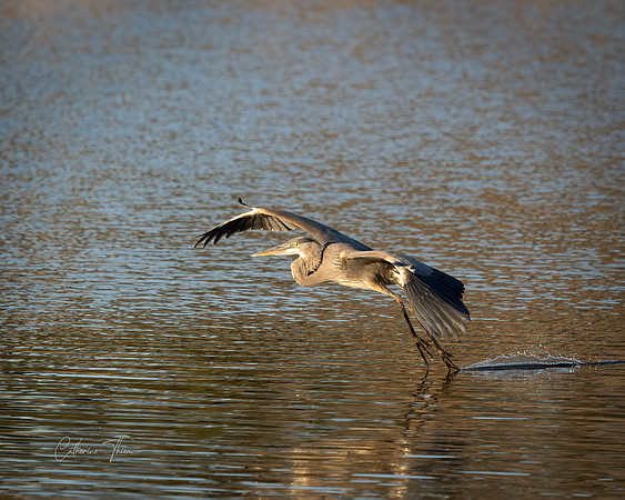 Blue Heron Landing