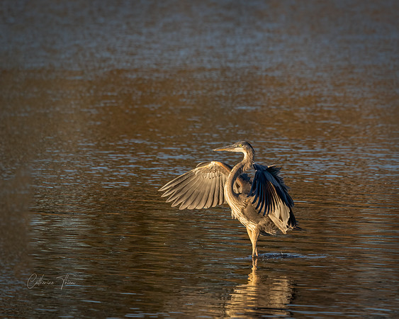 Blue Heron Dance