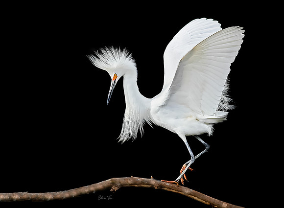 Balancing Act