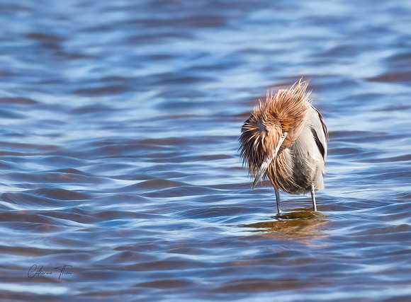 Reddish Egret In The Wind