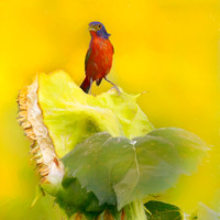 Sunflower Bunting #2