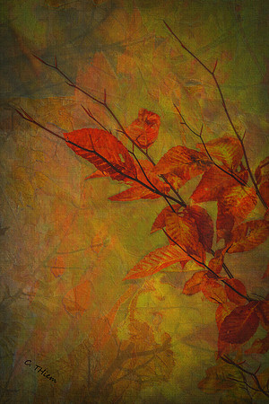 Fall Colors Abstract