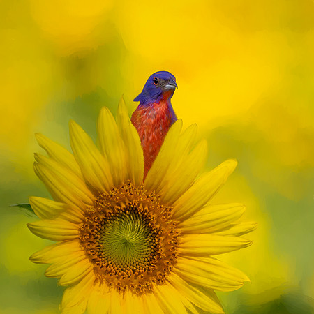 Sunflower Bunting #1